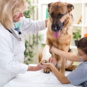 pet first aid level 2