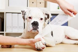 Pet first Aid level 3