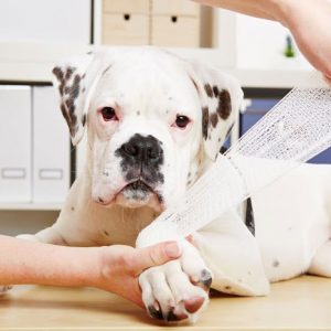 Pet first Aid level 3